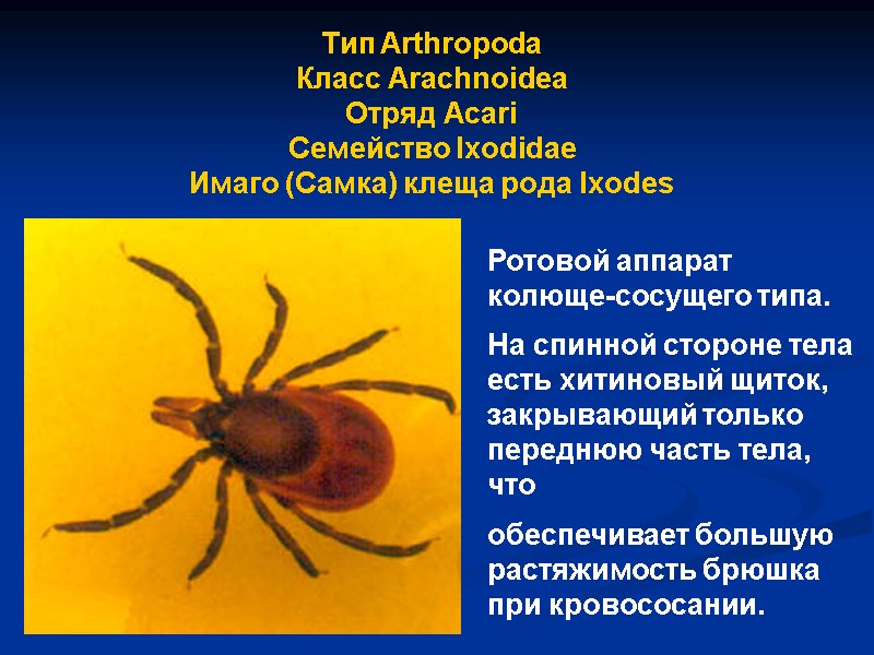 Тип Arthropoda Класс Arachnoidea Отряд Аcari Семейство Ixodidae Имаго (Самка) клеща рода Ixodes Ротовой